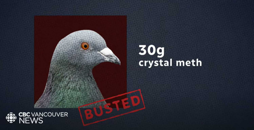 加拿大獄警捕捉到鴿子，拿下小背包後發現竟藏有30公克的冰毒。
